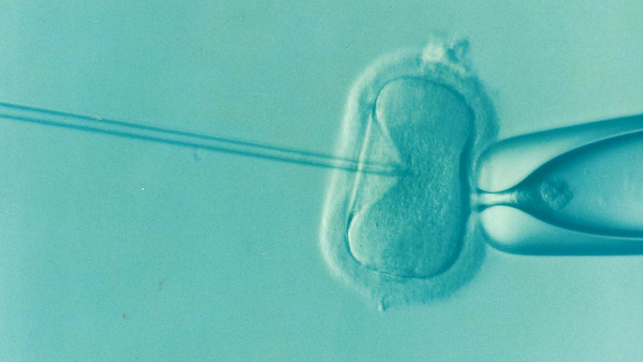 IVF-Embryo unter dem Mikroskop