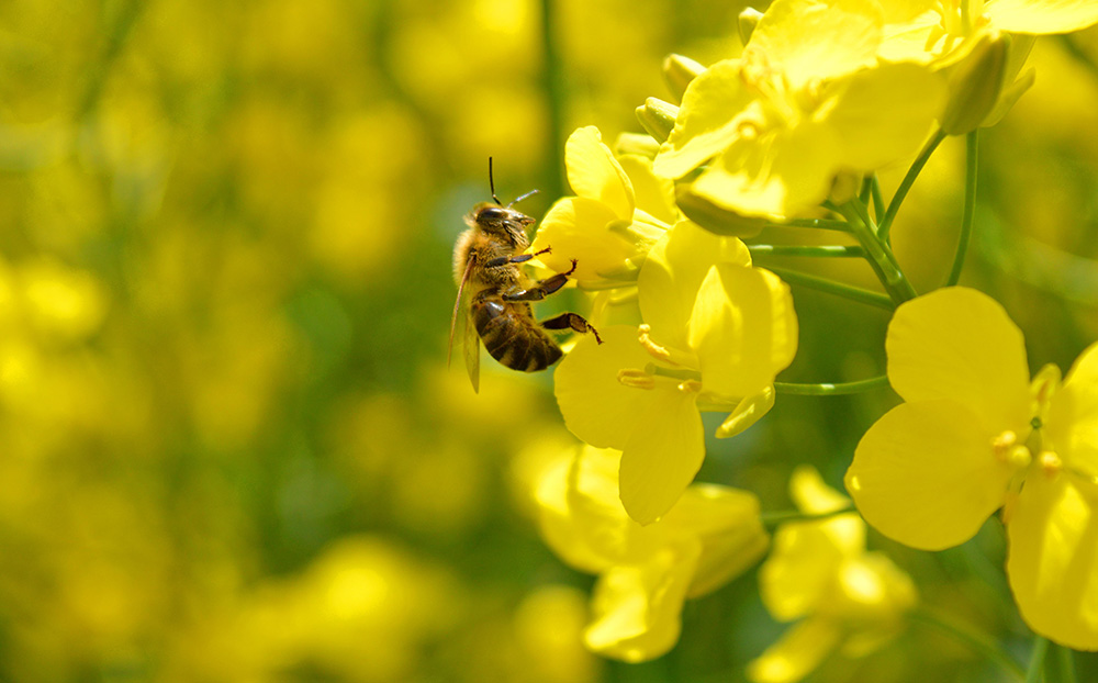 Eine Biene sitzt auf einer Blüte.