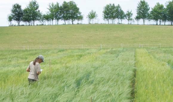 Feld
