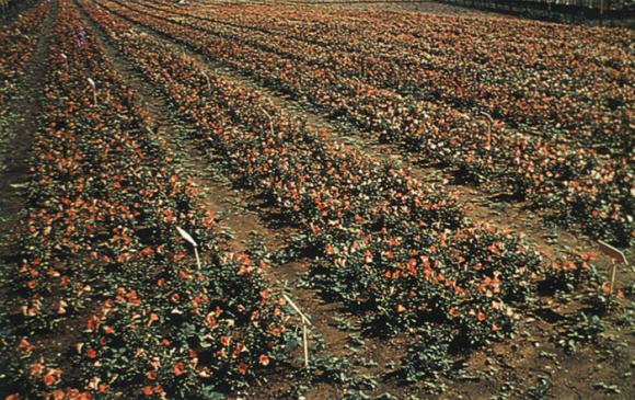 Freisetzungsversuch mit gentechnisch veränderten Petunien