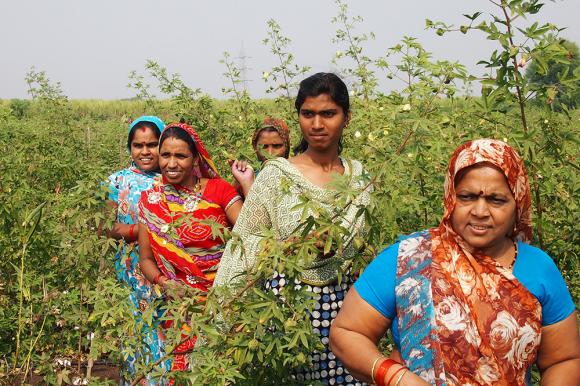 Ernte der Baumwollfrüchte