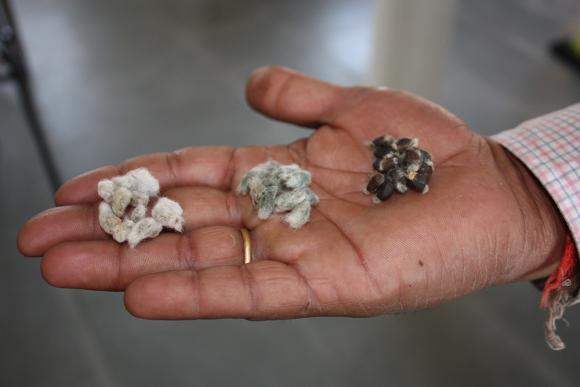 Hand mit Baumwollsamen