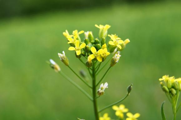 Camelina sativa