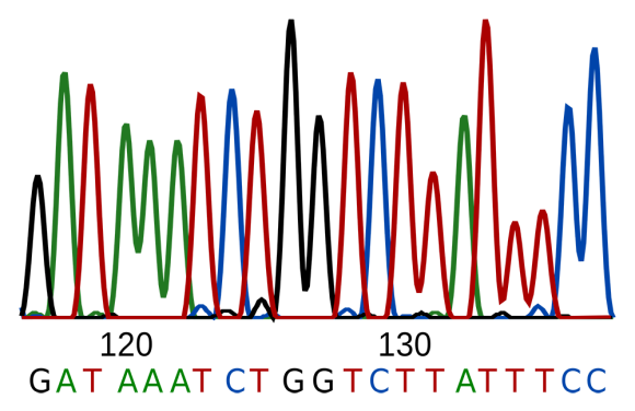 DNA-Sequenz mit schwarzen, grünen, roten und blauen Linien und Buchstaben
