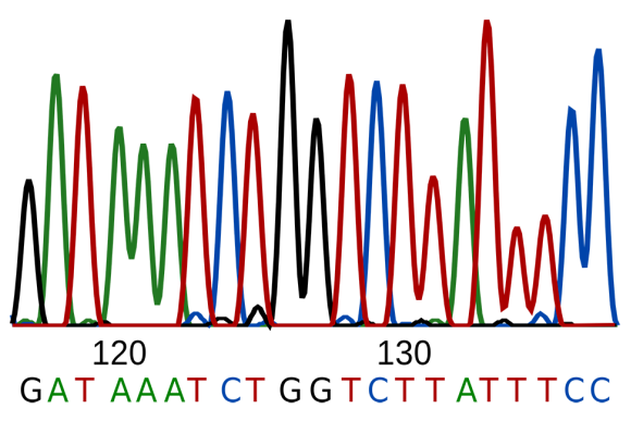 DNA-Sequenz mit schwarzen, grünen, roten und blauen Linien und Buchstaben