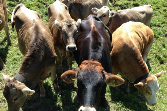 Gruppe von Rindern auf einer grasbewachsenen Fläche, einige mit Halsbändern